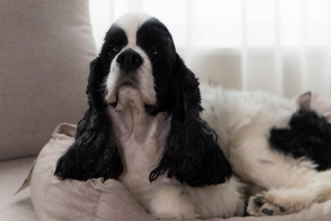 宠物友好 （Pet friendly）一一与动物一起住宿